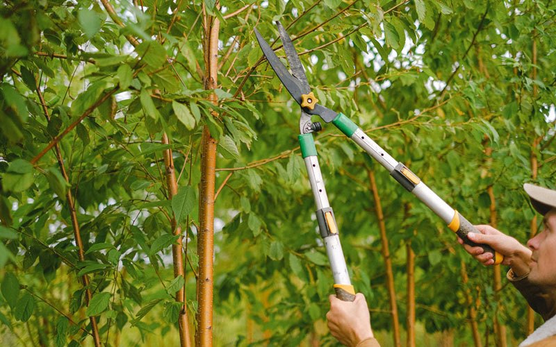 Tree trimming in Nara Visa, NM