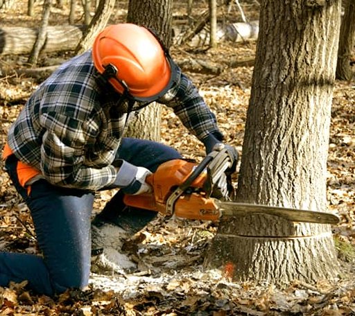 Tree Removal in Nara Visa, NM